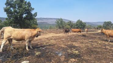El ganado de Ángela García ha vuelto a salir al campo, aunque ahora no hay nada que comer/ Angela García vacas en zona incendio La mierla
