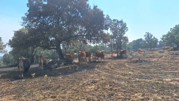 vacas pastando en la zona del incendio de La Mierla