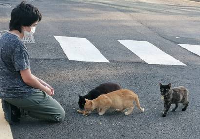 Gatos2 1