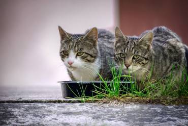 Los gatos tienen ley es el lema del movimiento. Foto: Archivo. Gatos4 1