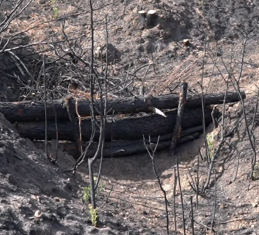 Pequeños diques hechos con troncos se están construyendo para frenar la erosión y evitar que las cenizas lleguen al agua/ CHT albarrada incendio la mierla