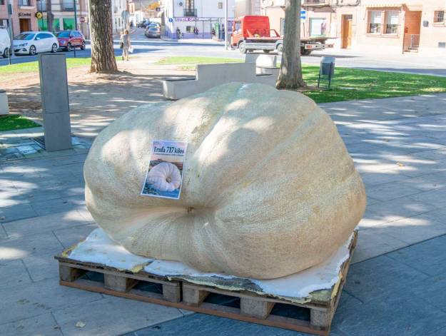 calabaza gigante trufa