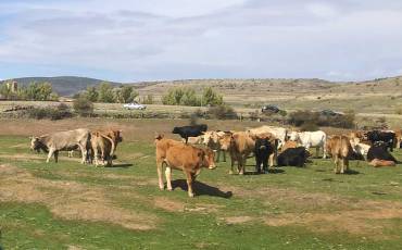 Archivo GD. Ganado vacas Cantalojas