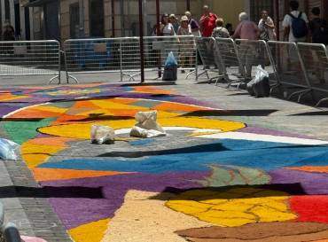 Corpus 2026 preparación de alfombras 1 1